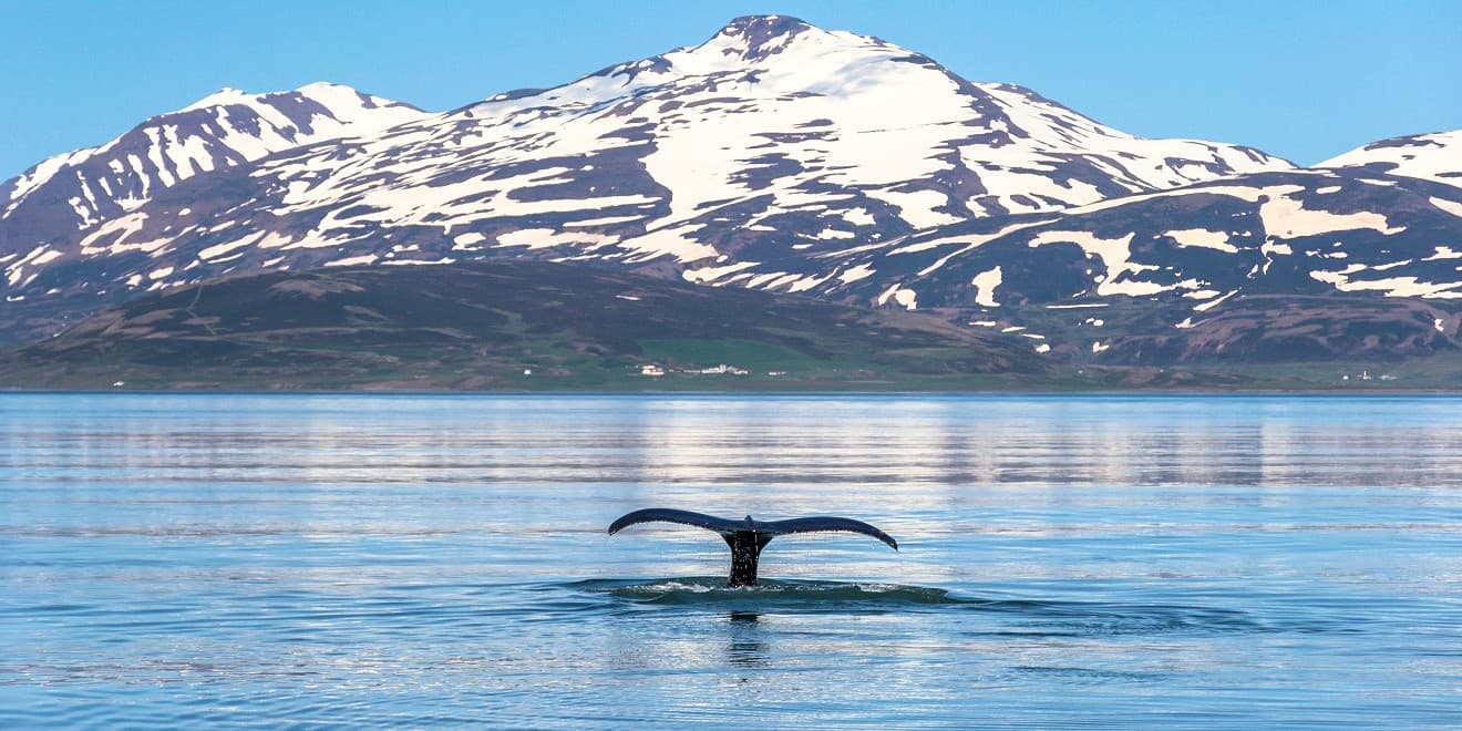 Wal beim Untertauchen im isländischen Fjord